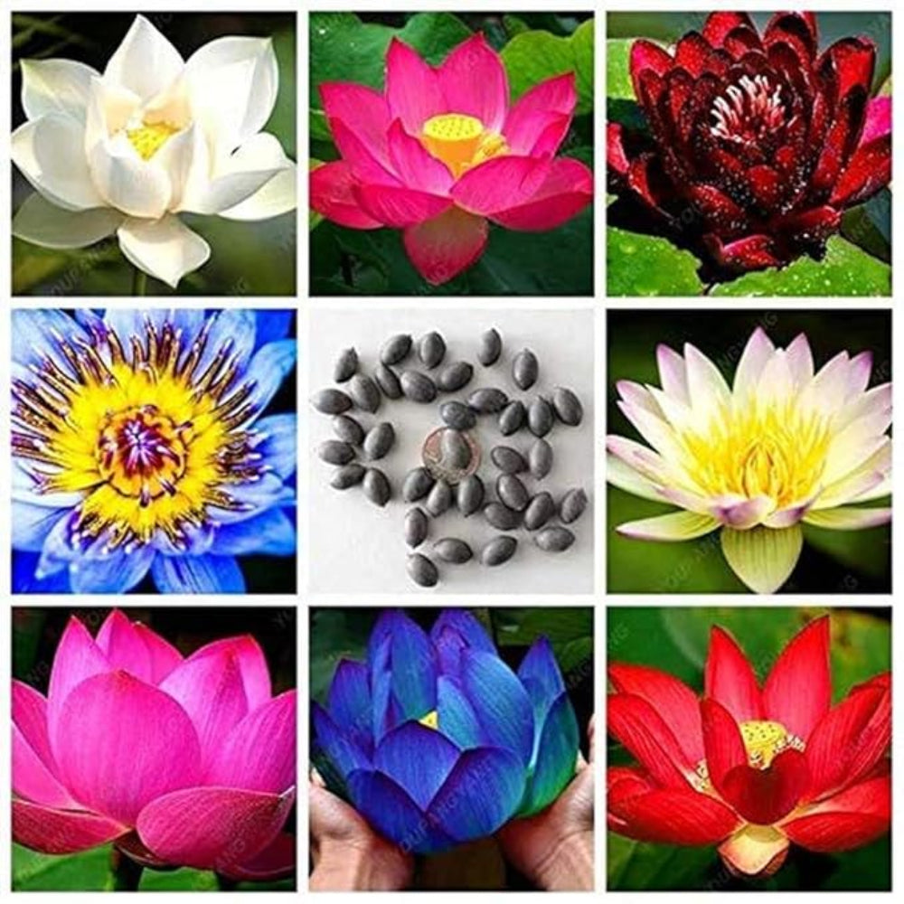 Mixed Color Lotus Seeds – Pink, White & Red Aquatic Flower Blend for Garden Ponds
