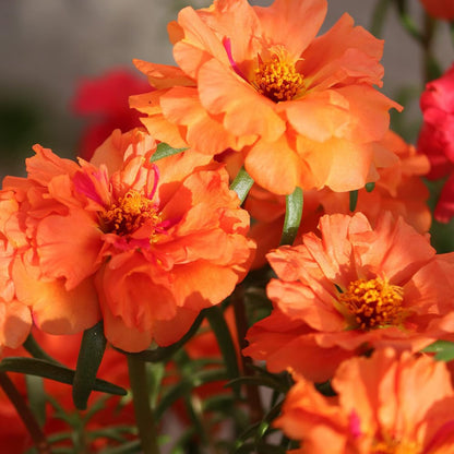 Orange Moss Rose Flower Seeds