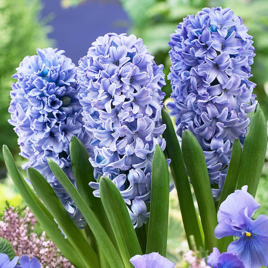Hyacinths Flower seeds for Planting Compact Growth Heirloom & GMO Free Seeds for Home Garden 
 
 Sale seeds for home garden planting