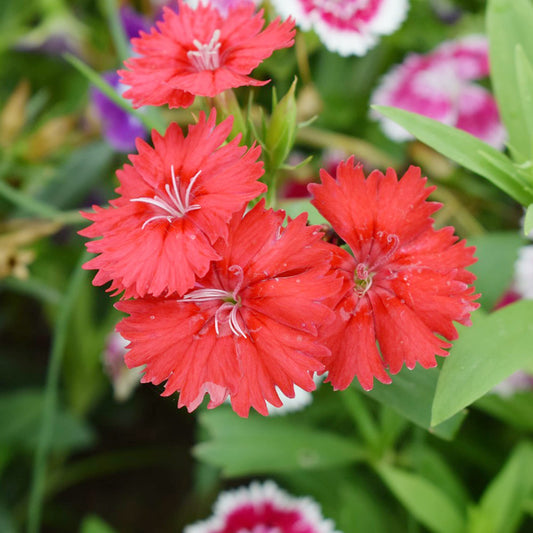 Flashing Lights Dianthus Deltoides flower Seeds