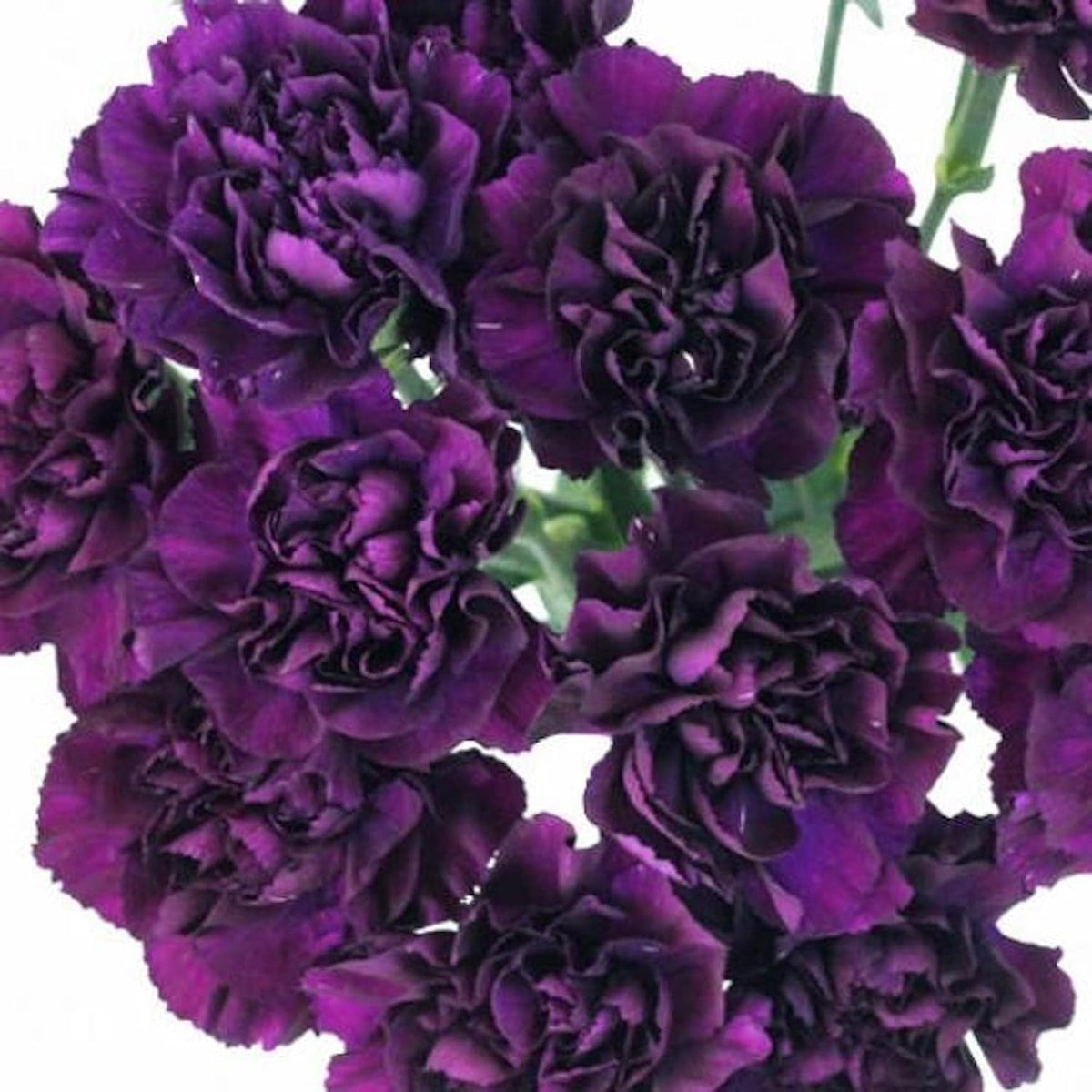 Deep Purple Carnation Flower seeds for Planting - Garden Favorite, Heirloom & GMO Free Seeds for Home Garden
 
 Sale for planting in home garden