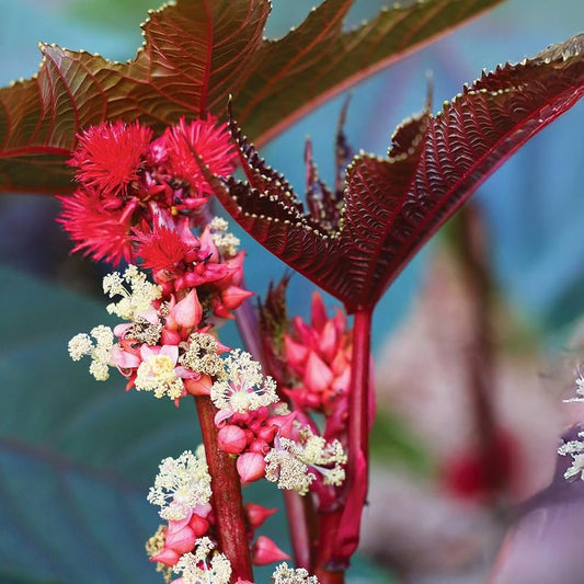 Castor Flower seeds for Planting - Low Maintenance, Heirloom & GMO Free Seeds for Home Garden