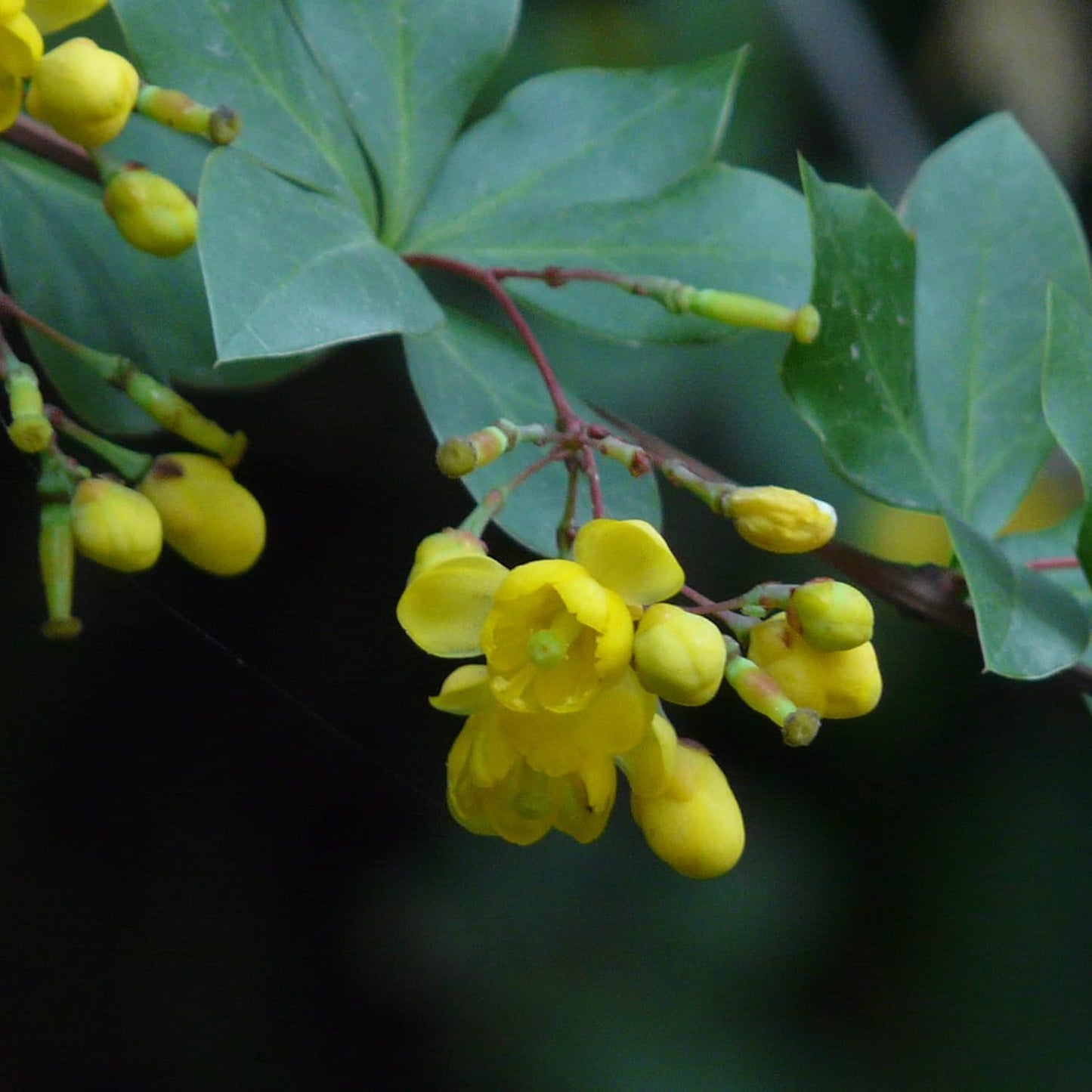 Indian Barberry Seeds (Berberis Aristata) Flower Seeds