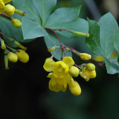 Indian Barberry Seeds (Berberis Aristata) Flower Seeds