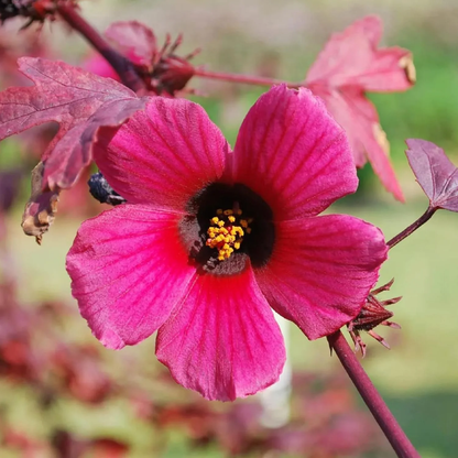 Cranberry Hibiscus Flower Seeds