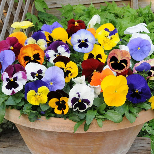Multi-Colored Pansy Flower seeds for Planting - Hardy Variety, Heirloom & GMO Free Seeds for Home Garden
 
 Sale for planting in home garden