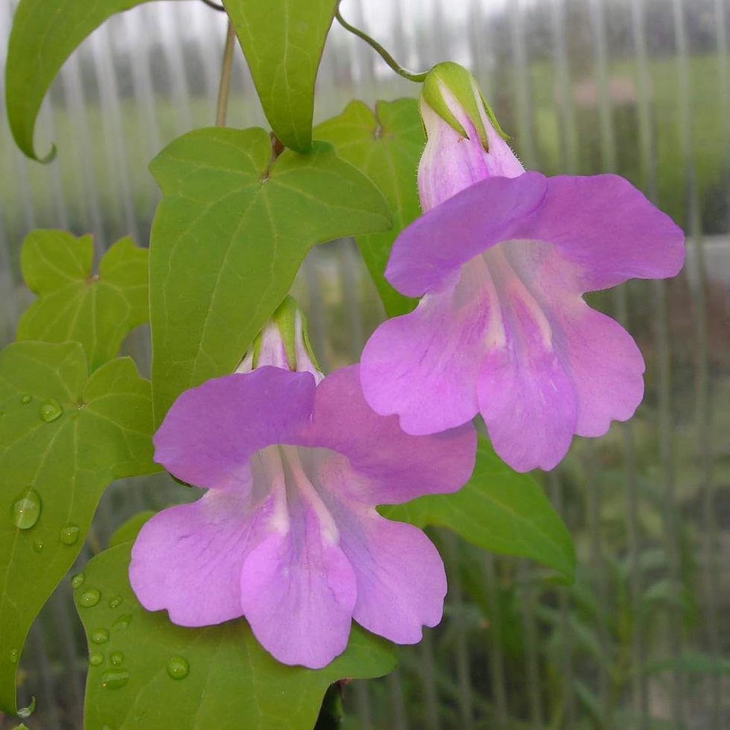 Climbing Snapdragon Flower Seeds
