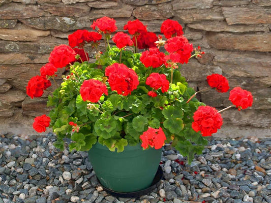 Geranium (Geranium Flower) seeds for planting in home garden