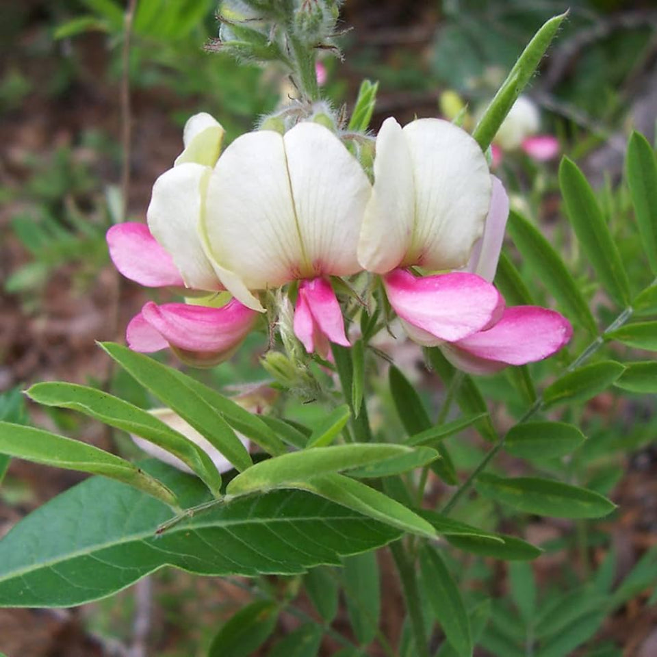 Goat's Rue Flower Seeds