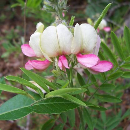 Goat's Rue Flower Seeds