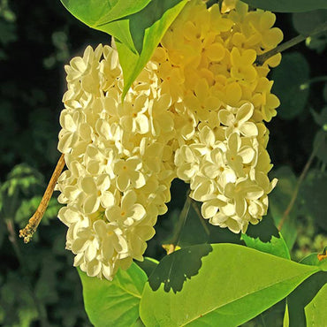 Yellow Lilac Flower Seeds