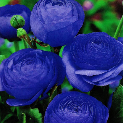 Blue Ranunculus Flower seeds for Planting - Cottage Garden Essential, Heirloom & GMO Free Seeds for Home Garden