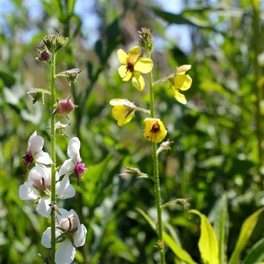 Moth Mullein Flower Seeds