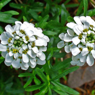 White Candytuft Snow Flower seeds for Planting Pollinator Friendly Heirloom & GMO Free Seeds for Home Garden 
 
 Sale