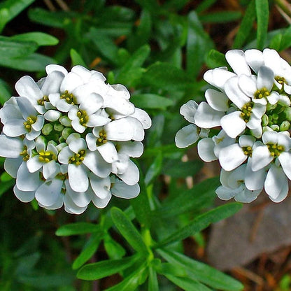 White Candytuft Snow Flower seeds for Planting Pollinator Friendly Heirloom & GMO Free Seeds for Home Garden 
 
 Sale