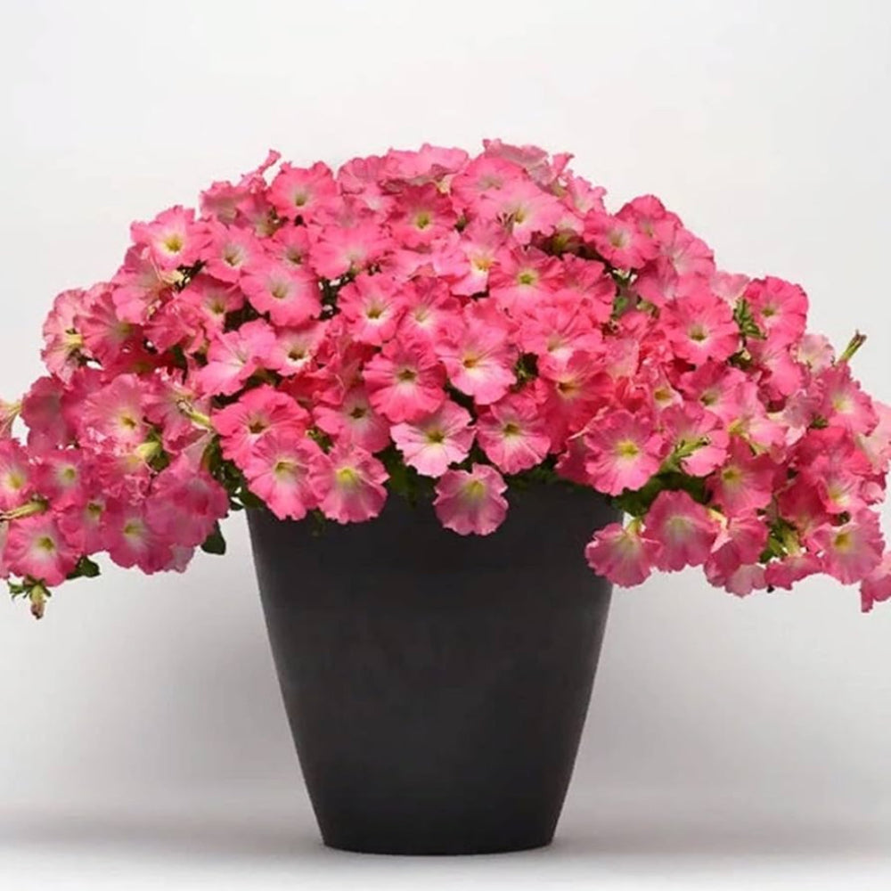 Petunia 'Easy Wave Rosy Dawn' Flower Seeds
