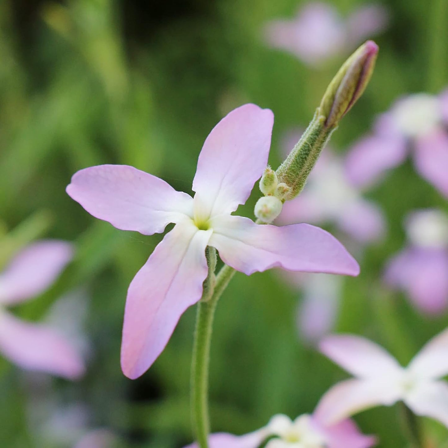 Evening Scented Stock Flower Seeds
