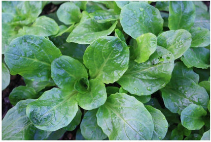 Corn Salad Vegetable Seeds