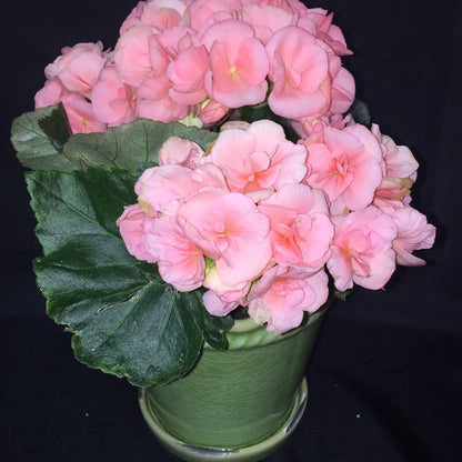 Pink Rieger Begonia Flower Seeds