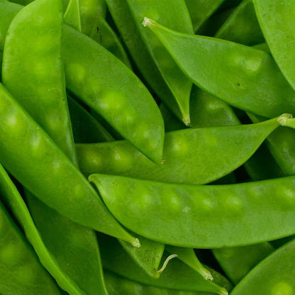 Oregon Sugar Pod Snow Pea Vegetable Seeds