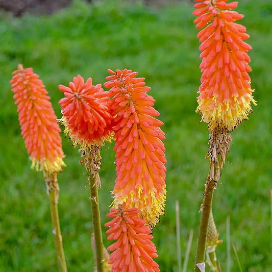 Kniphofia (Kniphofia Flower) seeds for planting in home garden