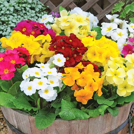 Primula Primrose Polyanthus Flower Seeds
