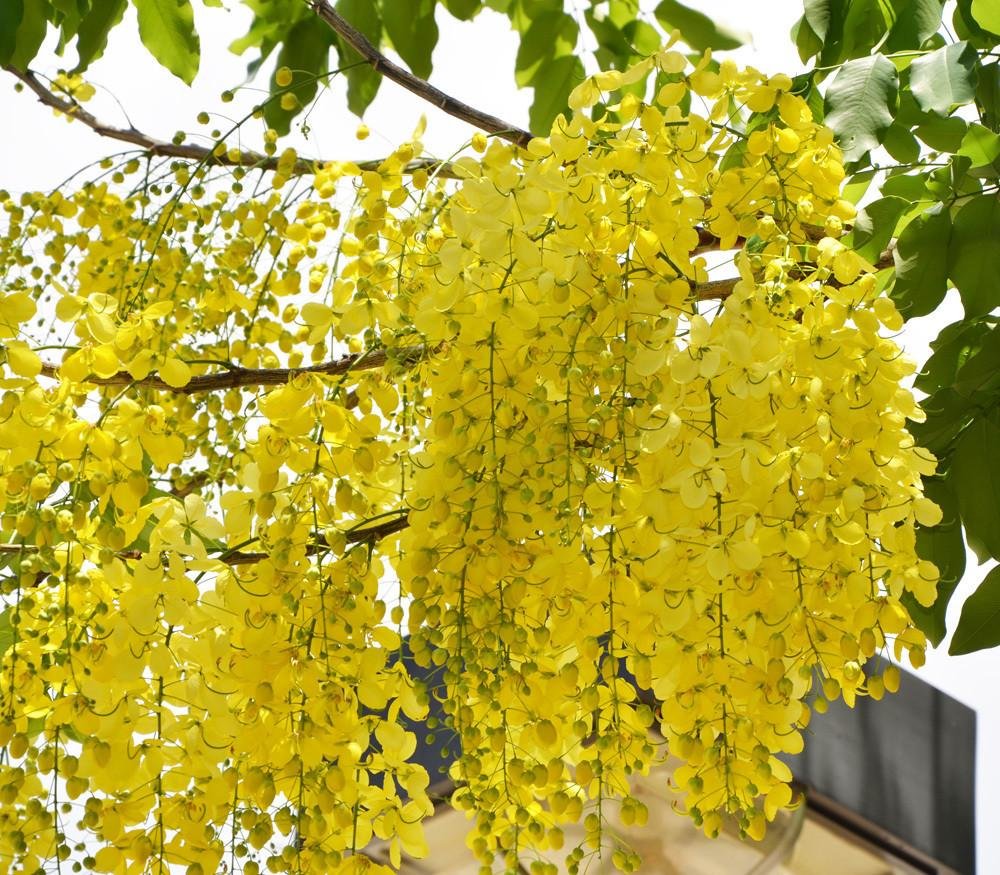 Golden Shower Flower Seeds