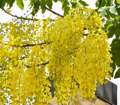 Golden Shower Flower Seeds