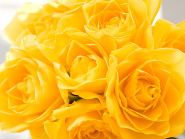 Yellow Rose Flower Seeds