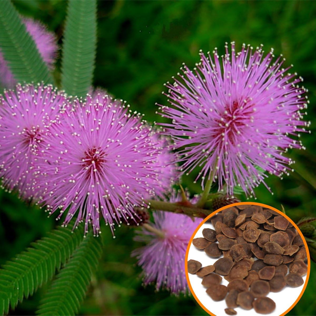 Acacia Baileyana Flower seeds for Planting - Cut Flower Favorite, Heirloom & GMO Free Seeds for Home Garden
 
 Sale seeds for planting in home garden