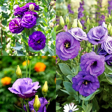 Violet White Lisianthus Flower seeds for Planting - Garden Favorite, Heirloom & GMO Free Seeds for Home Garden