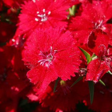 Flashing Lights Dianthus Deltoides flower Seeds