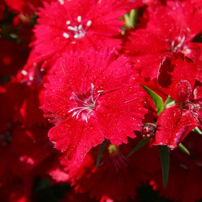Flashing Lights Dianthus Deltoides flower Seeds