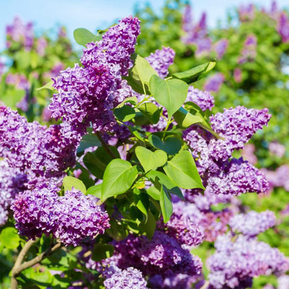 Japanese Tree Purple Lilac Flower Seeds