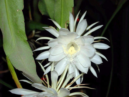 Queen of The Night Flower Seeds