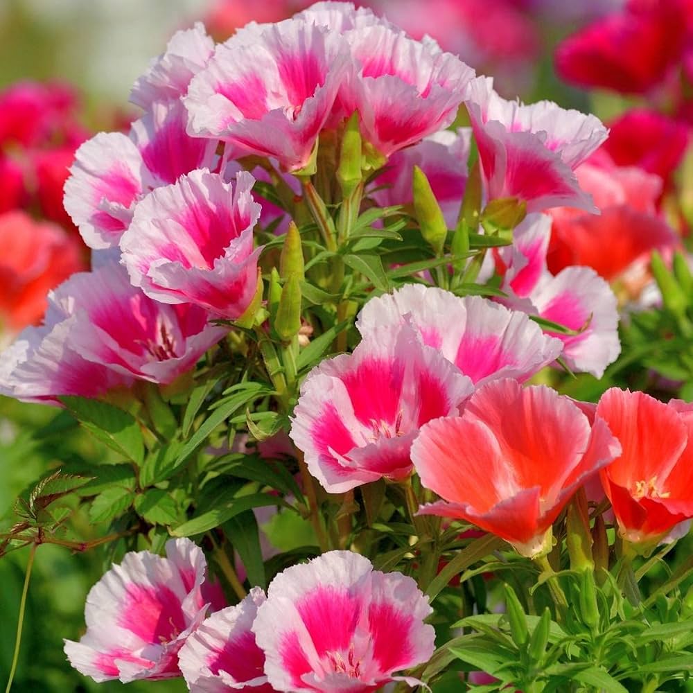 Pink Godetia Flower seeds for Planting - Pollinator Friendly, Heirloom & GMO Free Seeds for Home Garden