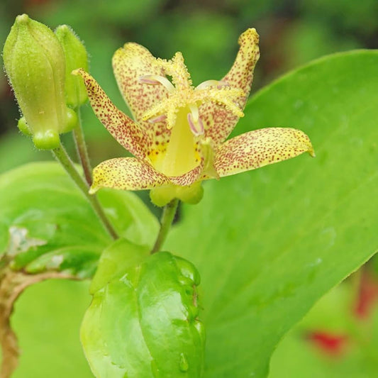 Tricyrtis Puberula Flower Seeds