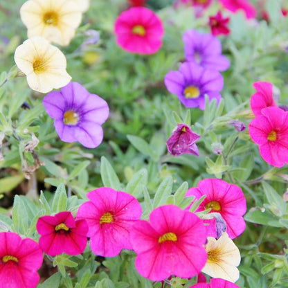Mixed Calibrachoa Flower Seeds