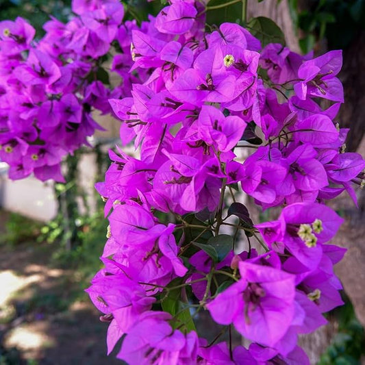 Bougainvillea Flower seeds for Planting - Compact Growth, Heirloom & GMO Free Seeds for Home Garden
 
 Sale for planting in home garden