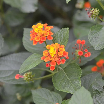 Lantana Urticoides Flower Seeds