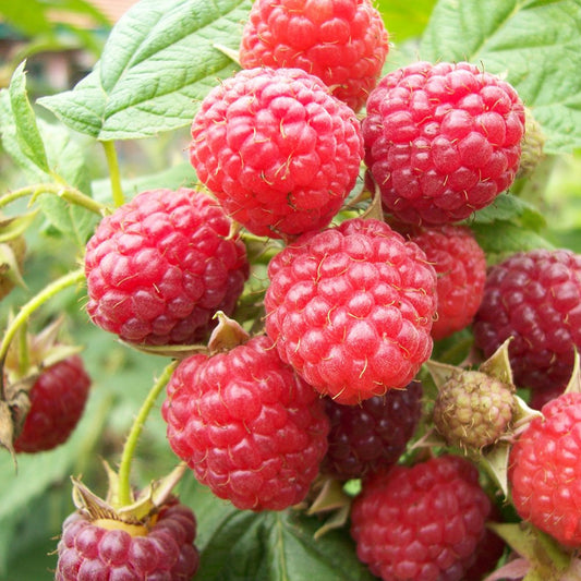 Raspberry Fruit Seeds