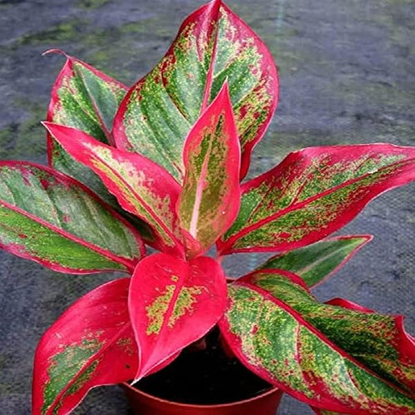 aglaonema flower seeds Aglaonema Flower seeds for Planting - Low Maintena