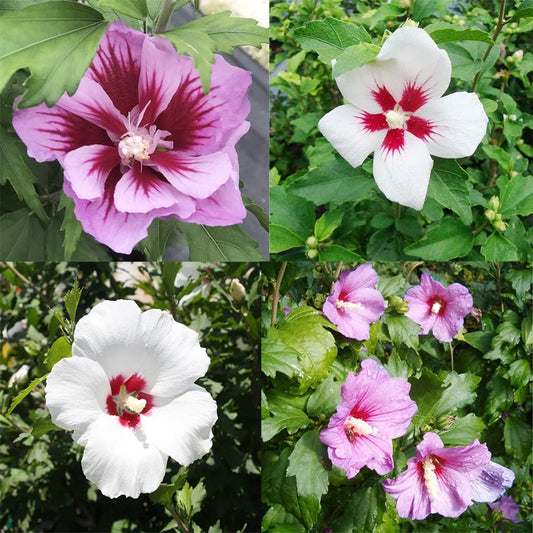 Mixed Rose of Sharon Flower Seeds