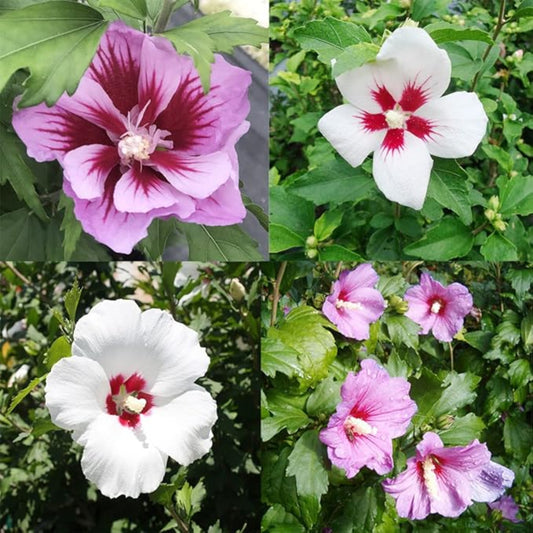 Mixed Colors Rose of Sharon Flower Seeds
