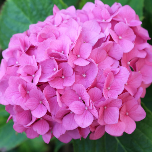 Hydrangea Macrophylla Flower Seeds
