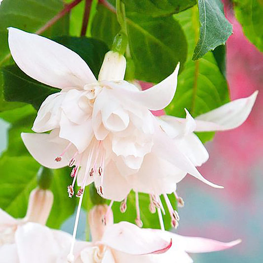 White Fuchsia Flower Seeds