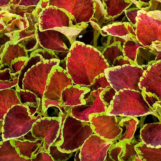 Coleus 'Fairway Ruby' Flower Seeds