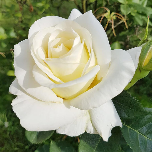 White Rose Flower Seeds