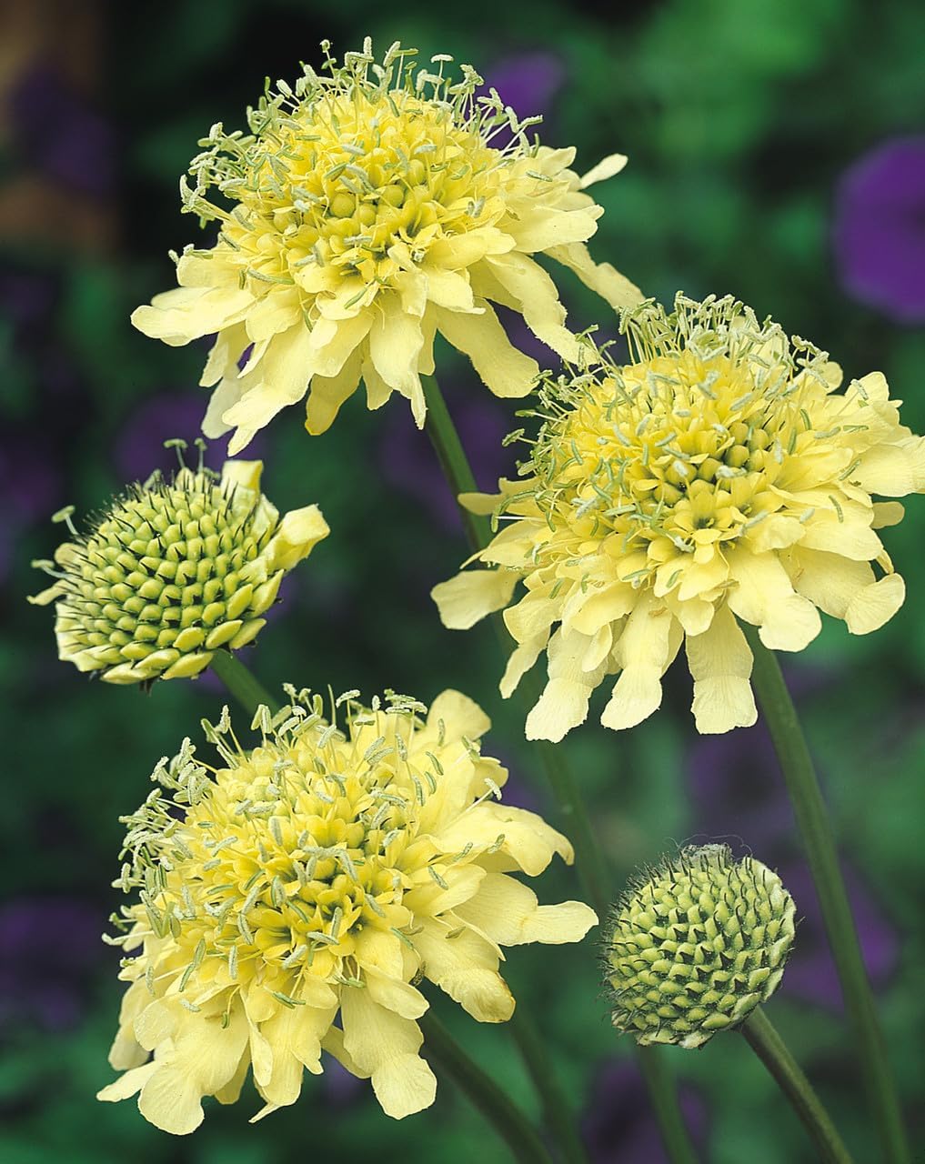 Cephalaria Gigantea Flower seeds for Planting - Vibrant Colors, Heirloom & GMO Free Seeds for Home Garden
 
 Sale for planting in home garden.