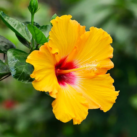 Double Yellow Hibiscus Flower Seeds